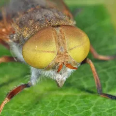 Atylotus palus thumbnail 1