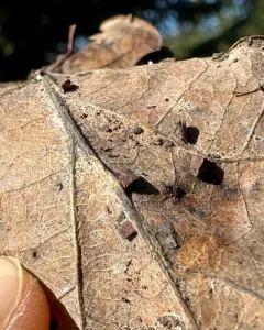 Oyster Gall Wasp thumbnail 3