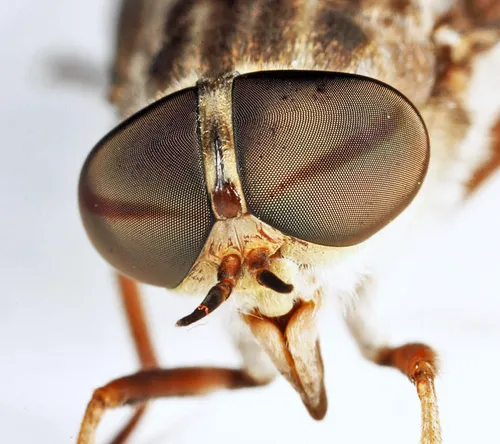 Brown-footed Horse Fly