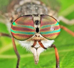 Tabanus pumilus thumbnail 4