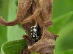 Bassareus clathratus thumbnail 1