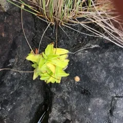 Common Butterwort thumbnail 3