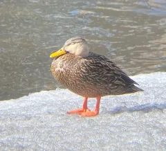 Mottled Duck thumbnail 4