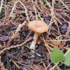 Rhizocybe vermicularis thumbnail 2