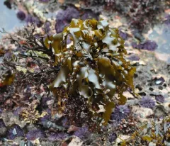 Flat Pompom Kelp thumbnail 1