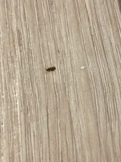 Sawtoothed Grain Beetle thumbnail 4