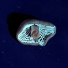 Phaeocollybia pleurocystidiata thumbnail 4