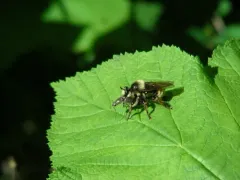 Laphria partitor thumbnail 1