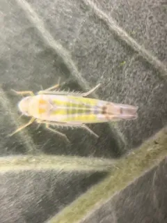 Bramble Leafhopper thumbnail 3