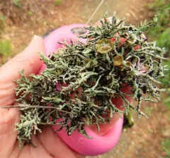 Seaside Bone Lichen thumbnail 4