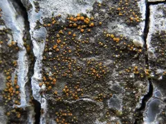 Firedot Lichen thumbnail 2