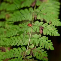 Aldrich's harvestman