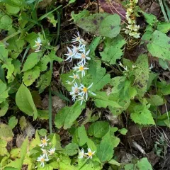 White Wood Aster thumbnail 2