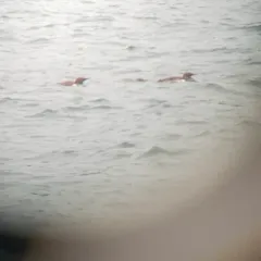 Common Murre thumbnail 1