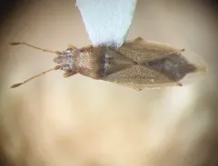 Cymus angustatus thumbnail 4