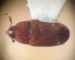 Grape Cane Gallmaker thumbnail 2