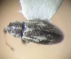 Anthonomus elongatus thumbnail 2