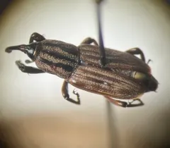 Tule Billbug thumbnail 4