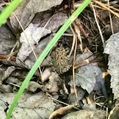 Fowler's Toad thumbnail 2