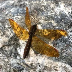 Eastern Amberwing thumbnail 4