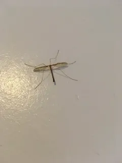 Tricyphona inconstans thumbnail 3