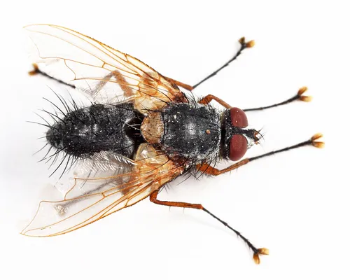 Ptilodexia rufipennis
