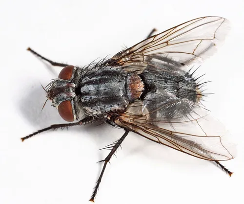Chaetogaedia analis