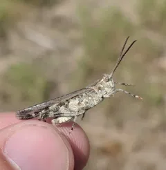 Longhorn Band-wing Grasshopper thumbnail 2