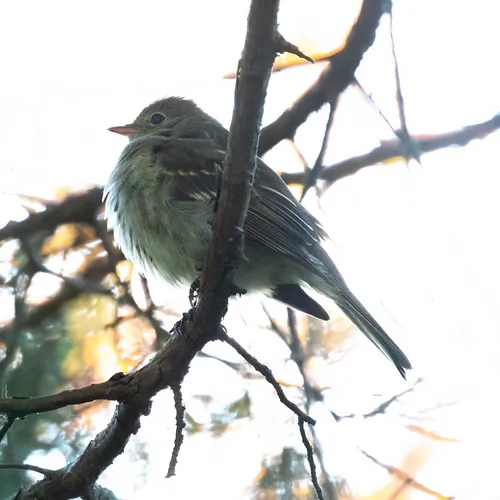 Small-billed Elaenia