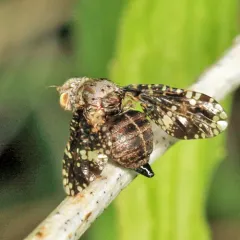 Eurosta cribrata thumbnail 3