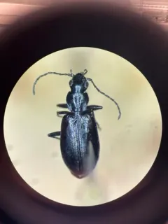 Agonum ferruginosum thumbnail 1
