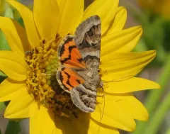 Drasteria howlandii thumbnail 4