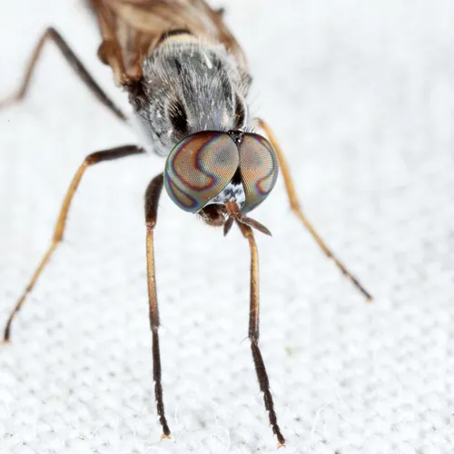 Cerocatus rufiventris