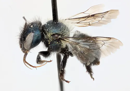 Osmia trevoris