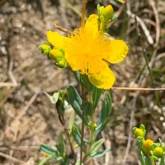 Kalm's St. John's-wort thumbnail 3