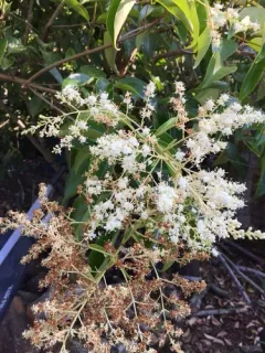 tree privet thumbnail 3
