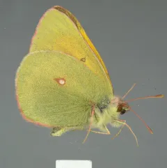 Hecla Sulphur thumbnail 3