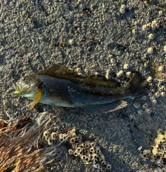 Rock Greenling thumbnail 4