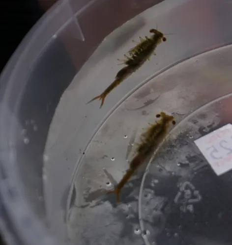 Oregon Fairy Shrimp