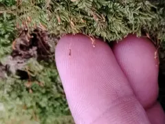 lesser plait moss thumbnail 4