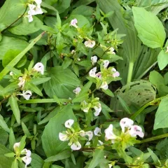Sickletop Lousewort thumbnail 2