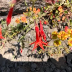 Scarlet Gilia thumbnail 3