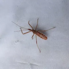 Four-spurred Assassin Bug thumbnail 2