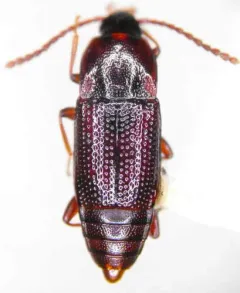 Trigonurus sharpi thumbnail 2