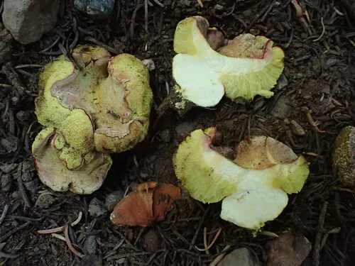 Gastroboletus vividus
