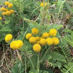 dune tansy thumbnail 2