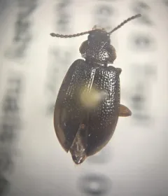 Anaedus brunneus thumbnail 4
