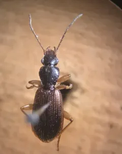 Cymindis neglecta thumbnail 3