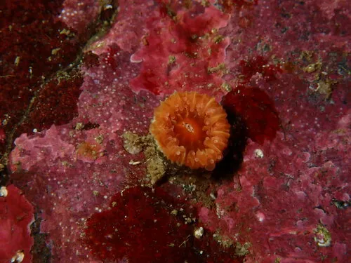 Caryophyllia arnoldi