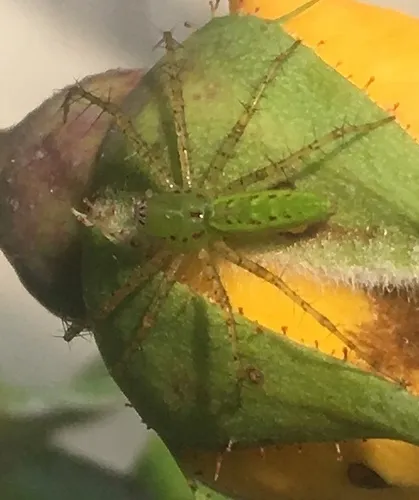 Green Lynx Spider